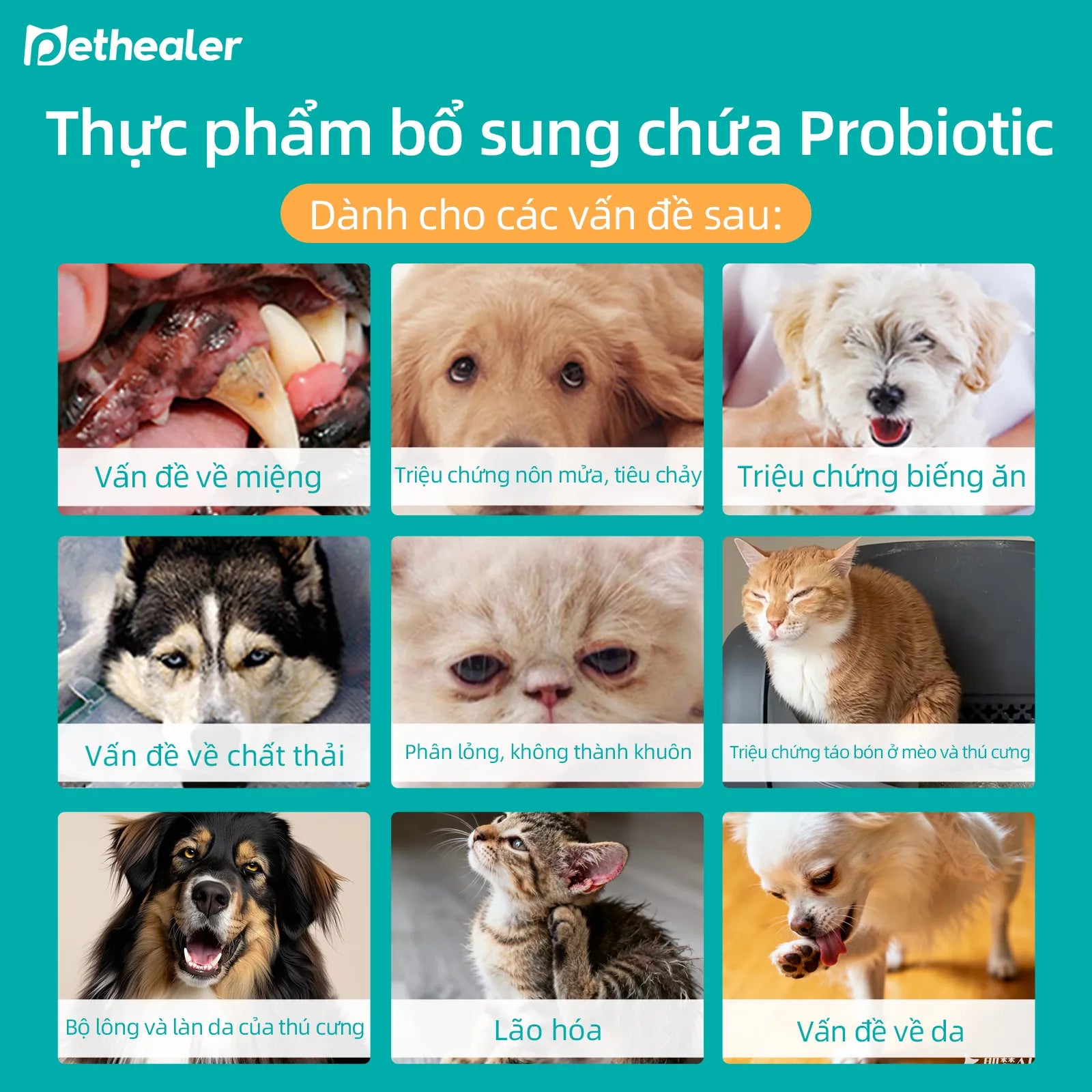 Pethealer men vi sinh công thức phối hợp, hỗ trợ sức khỏe đường ruột cho chó và mèo