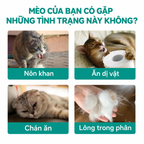 Biểu đồ triệu chứng lông tắc ở mèo: nôn khan, ăn dị vật, chán ăn, có lông trong phân, dấu hiệu mèo bị bóng lông