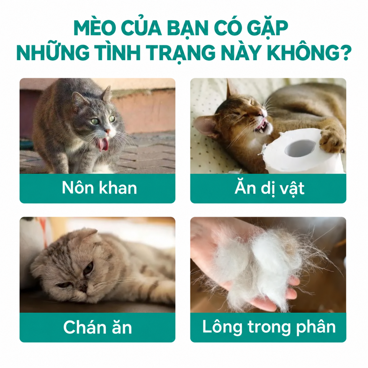 Biểu đồ triệu chứng lông tắc ở mèo: nôn khan, ăn dị vật, chán ăn, có lông trong phân, dấu hiệu mèo bị bóng lông