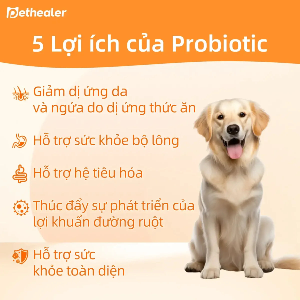 Banner 5 lợi ích của men vi sinh Pethealer cho chó mèo: giảm dị ứng da và ngứa do dị ứng thức ăn, hỗ trợ sức khỏe bộ lông, hỗ trợ hệ tiêu hóa, thúc đẩy lợi khuẩn đường ruột, hỗ trợ sức khỏe toàn diện, hình ảnh chó vàng