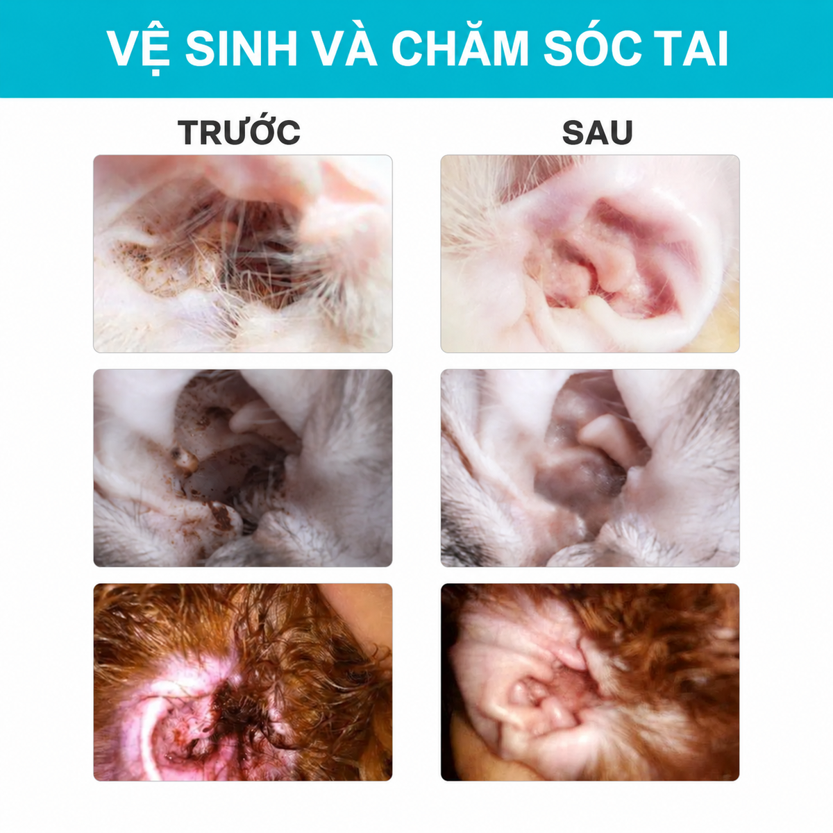 Bảng so sánh trước và sau vệ sinh tai thú cưng, hình ảnh tai bẩn nhiều chất cặn bẩn trước khi dùng và tai sạch sẽ sau khi vệ sinh, chăm sóc tai cho chó mèo