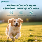 Hình ảnh chó chạy vui trên bãi cỏ, xương khớp khỏe mạnh giúp thú cưng vận động linh hoạt, tinh thần vui vẻ, nghỉ ngơi thoải mái mỗi ngày