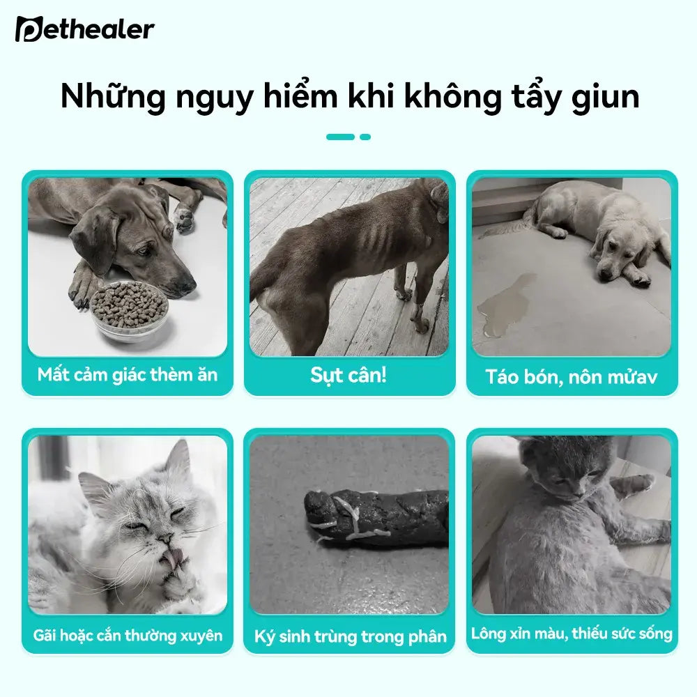 Hình ảnh thông tin nguy hiểm khi không tẩy giun cho chó mèo, các triệu chứng do ký sinh trùng gây ra cho thú cưng Pethealer